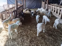 نعجة, Awassi sheep — الصورة 2