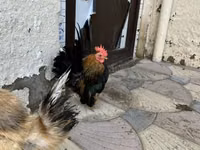 Chickens — الصورة 3