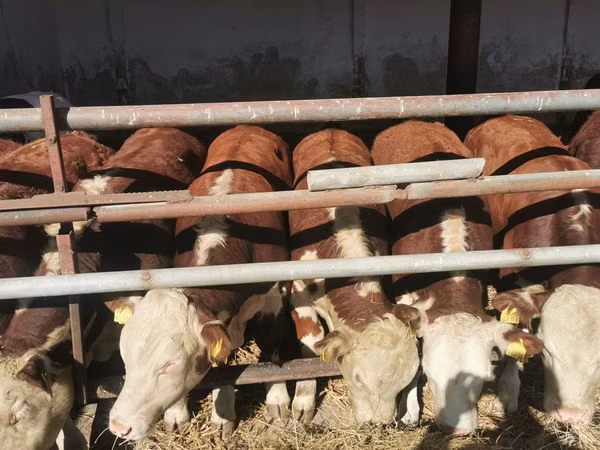 Cattle (batch, sex not specified), Hereford