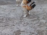 Bantam japonesa — foto 3