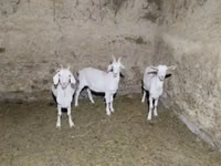 Ziege, Saanen goat — Foto 2