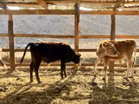 Bulle, Swiss cattle — Foto 2