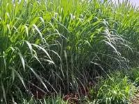 Pakchong Super Napier Cuttings - 1500 Cuttings/Pieces — الصورة 2
