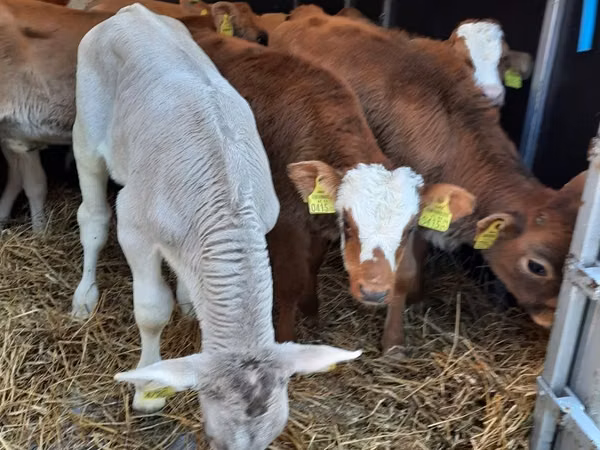 Toro, Vaca Limousin