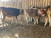 Kuh, Swiss cattle — Foto 5