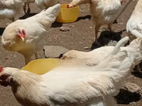 Shamo chickens — photo 2