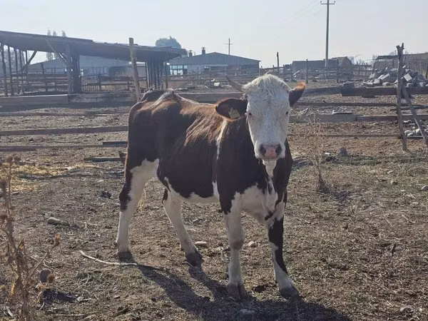 Cow, Montbéliarde