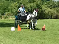 Stute, Lipizzaner — Foto 4