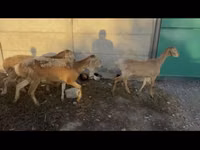 نعجة, Arashan sheep — الصورة 3