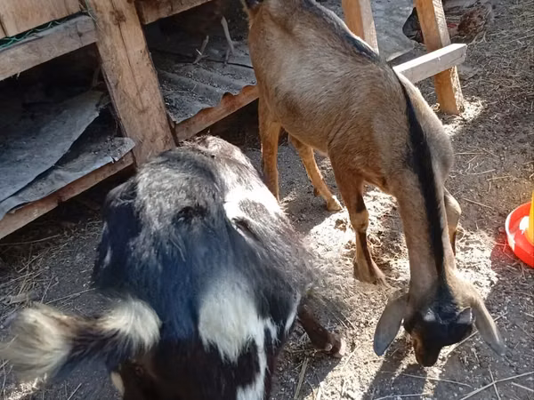 Billy Goat, Goats