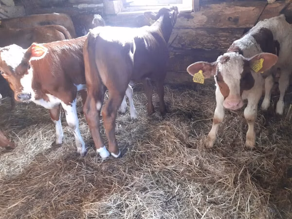 Toro, Simmental cattle