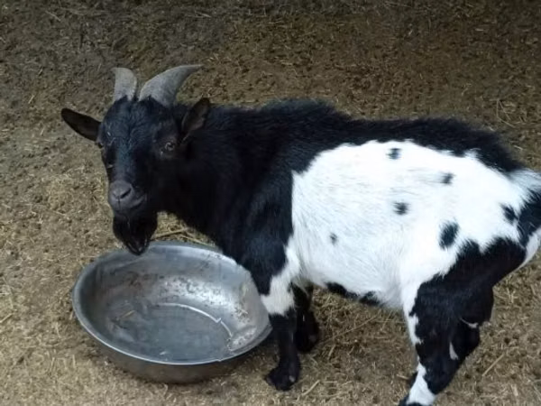 Cabro, Nigerian dwarf goats