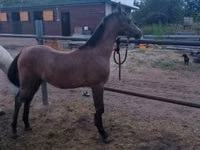 Hengst, Shagya — Foto 1