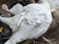 بيغ 6 — الصورة 3
