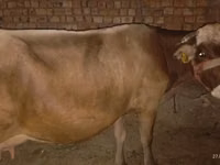 Kuh, Ukrainian Brown Dairy Cattle — Foto 1