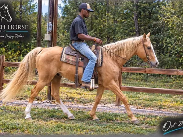 Caballo, Palomino
