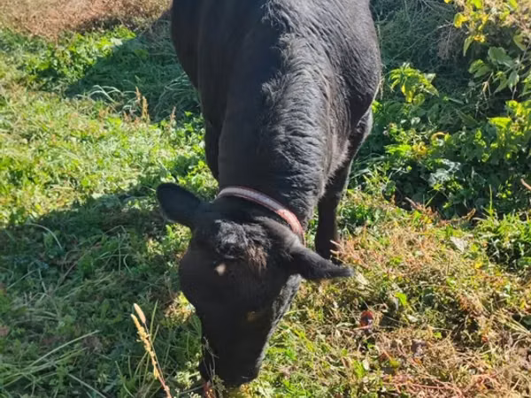 Kuh, Aberdeen-Angus