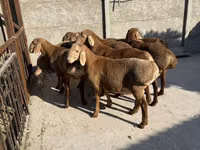 Schaf, Karakul sheep — Foto 1