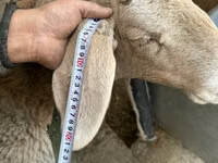 نعجة, Arashan sheep — الصورة 4