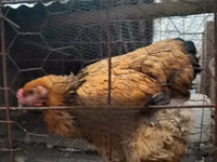 Brahma — photo 2