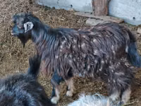Goat, Goats — photo 2