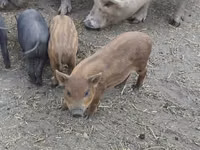 Boar — photo 5