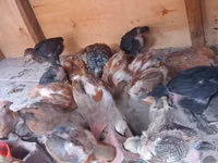 Chickens — फ़ोटो 5