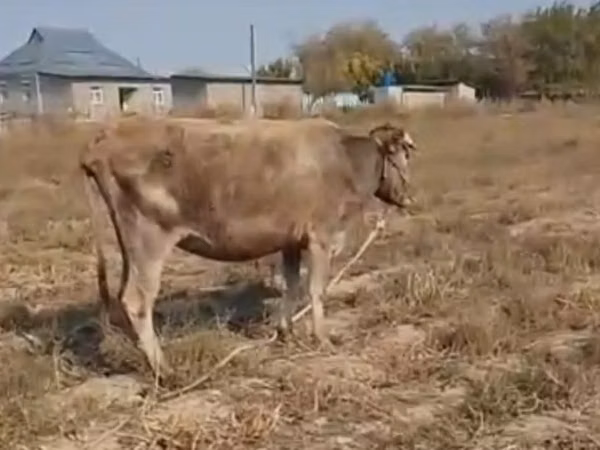 Vaca, Latvian Blue cattle