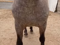 Horse (M), Appaloosa — photo 3
