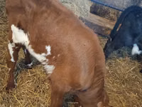 Toro, Simmental cattle — foto 2