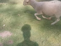 Cabras (lote, sexo no especificado), Cabras — foto 4