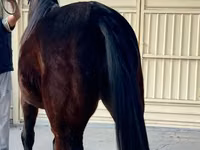 Stute, French Trotter — Foto 3