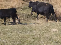 सांड, Swiss cattle — फ़ोटो 4