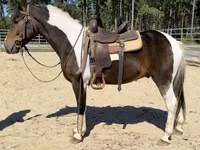 Horse (M), American paint horse — photo 4