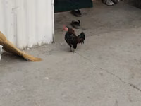 Chickens — Foto 7