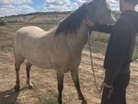 Yegua, Caballos — foto 3