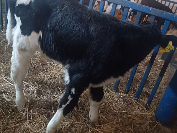 Toro, Russian Black pied cattle