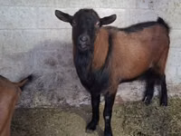 Billy Goat, Italian Alpine goat — photo 2
