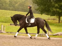 Hengst, Friesian — Foto 5