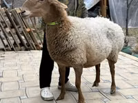 Oveja, Awassi sheep — foto 4