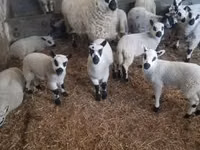 公羊, Cerry Hill sheep — 照片 2