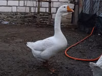 Geese — Foto 3