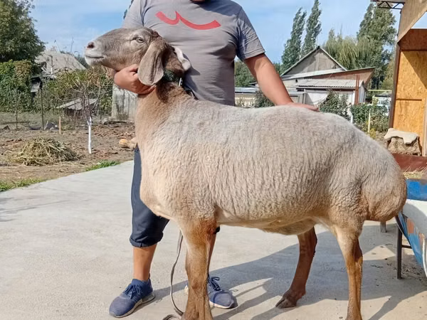 Schaf, Arashan sheep