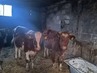 母牛, Simmental cattle — 照片 1