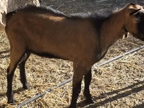 बकरा, Alpine goat