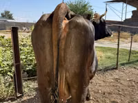 Cow, Cattle — photo 4