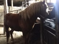 Horses (batch, sex not specified), Russian Don — photo 4