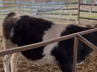Cattle (batch, sex not specified), Belgian Blue — photo 3