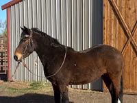 Horse (M), Mustang — photo 2