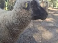 Ram, Shroshire sheep — photo 6